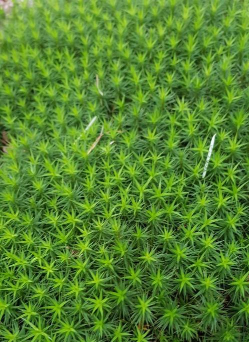 Levend sterrenmos/haarmos, ecologisch gekweekt, Tuin en Terras, Gras en Kunstgras, Zo goed als nieuw, Ophalen of Verzenden