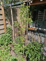 Twee mooie jonge perenbomen, Ophalen, Halfschaduw, Overige soorten, 100 tot 250 cm