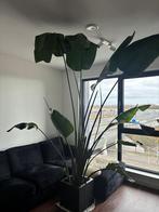 Bananenplant INCL POT!, Ophalen, 200 cm of meer, Overige soorten, Halfschaduw