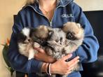 Pomeriaan pups zie omschrijving, Dieren en Toebehoren, Honden | Poolhonden, Keeshonden en Oertypen, Keeshond, Meerdere, Meerdere dieren