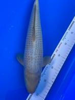 Chagoi, Karper of Koi