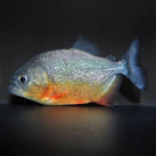 8xroodbuikpiranha 10cm word35cm gaan samenweg, Dieren en Toebehoren, Vissen | Aquariumvissen, Zoetwatervis, Vis, Schoolvis