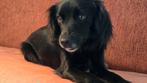 Dekreu gezocht, Markies, Kooiker of Friese Stabij, Dieren en Toebehoren, Teef, Eén hond, 3 tot 5 jaar, Nederland