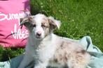 Border collie pup, België, 8 tot 15 weken, Collie, Meerdere