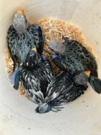 Rosella's,Halsbanden & Alexanders van 2025 te reserveren, Dieren en Toebehoren, Vogels | Parkieten en Papegaaien, Meerdere dieren