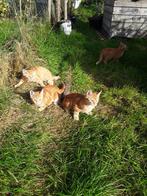 Kittens Boederij 9 mnd ,Poes 3x , kater1,NwTHUIS Buiten, !!, Kater