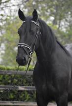 Stoere, speelse 4-jarige Murgese ruin, Dieren en Toebehoren, Paarden, Ruin, Zadelmak, 3 tot 6 jaar, 160 tot 165 cm