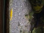Gele garnalen, Dieren en Toebehoren, Kreeft, Krab of Garnaal, Zoetwatervis, Schoolvis