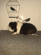 Us teddy zwartbont cavia beer uit tt lijn, Mei, Mannelijk, Cavia