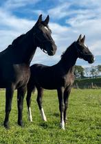 Gelderspaard hengstveulen Obrian x Henkie, Dieren en Toebehoren, Paarden, Dressuurpaard, Hengst, 160 tot 165 cm, Onbeleerd