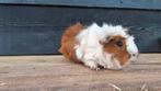 Cavia, Mei, Vrouwelijk, Cavia