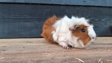 Cavia  beschikbaar voor biedingen