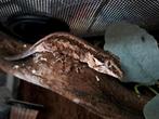 nakweek jonge div gargoyle gekko, Dieren en Toebehoren, Reptielen en Amfibieën, Hagedis, Tam, 0 tot 2 jaar