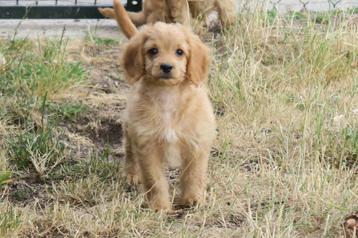 Vrolijke Cockapoo x Cocker Spaniel pups beschikbaar voor biedingen