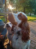 dekreu  engelsecocker spaniel, bewezen vruchtbaar, Dieren en Toebehoren, Rabiës (hondsdolheid), Reu, 1 tot 2 jaar, Eén hond