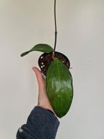 Hoya Glabra 2 plantjes, Ophalen of Verzenden, Overige soorten, Minder dan 100 cm