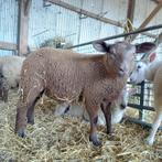 Bruine dekram! Kruising Texelaar-Swifter-Noordhollander-Roug, Mannelijk, Schaap, 0 tot 2 jaar