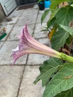 Datura Zanzibar, Volle zon, Groenteplanten, Eenjarig, Ophalen of Verzenden