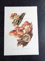 10 prenten soorten paddestoelen 19x27  cm samen 20 euro, Antiek en Kunst, Natuur en Biologie, Ophalen of Verzenden