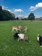 Geitjes te koop (v), Dieren en Toebehoren, Schapen, Geiten en Varkens, Meerdere dieren, Geit