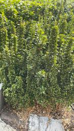 Ilex, japanse buxus, Ophalen, Overige soorten, Minder dan 100 cm