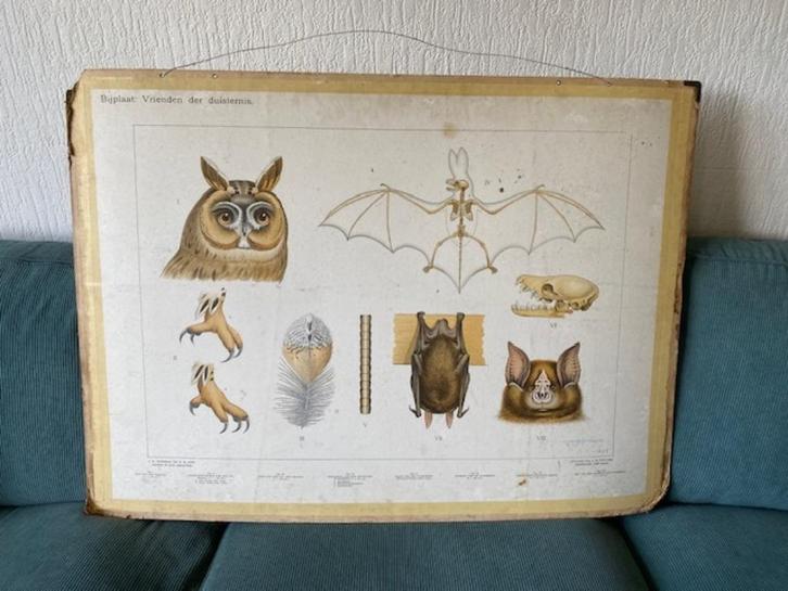 Schoolplaat - 'Vrienden der duisternis' 75 x 105 cm, Antiek en Kunst, Curiosa en Brocante, Ophalen