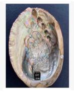 Prachtige grote abalone paoa schelp Australië, Verzamelen, Mineralen en Fossielen, Ophalen of Verzenden, Schelp(en)