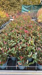 Glansmispel haag ‘carre rouge’, Tuin en Terras, Planten | Struiken en Hagen, Ophalen, Overige soorten, 100 tot 250 cm