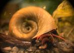 Posthoorn slak bruin | ramshoorn slakken, Slak of Weekdier