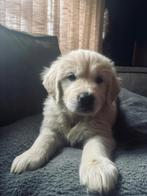 Golden Retriever Pups - Zorgvuldig gefokt met Stamboom, Golden retriever, Rabiës (hondsdolheid), 8 tot 15 weken, Meerdere