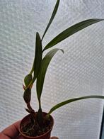 Orchidee Maxillaria Variabilis p6, Huis en Inrichting, Kamerplanten, Ophalen of Verzenden, Halfschaduw, Minder dan 100 cm