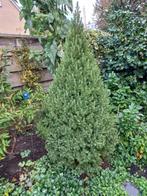 gratis ophalen kronkelhazelaar plus 2 dennetjes, Tuin en Terras, Planten | Bomen, Ophalen, Volle zon, Overige soorten, 100 tot 250 cm