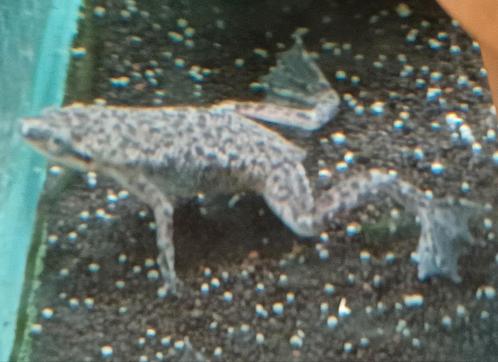 Hobbyaquarium Hymenochirus Boettgeri Dwergklauwkikker, Dieren en Toebehoren, Vissen | Aquariumvissen, Zoetwatervis, Overige typen