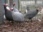 Parelhoenders | Jonge dieren | Passend advies, Dieren en Toebehoren, Meerdere dieren, Overige soorten