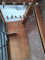 Koppels majoor putters wildkleur, Dieren en Toebehoren, Vogels | Overige Vogels, Meerdere dieren, Wildzangvogel, Geringd
