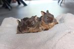 Jong konijn kleurdwerg tan kleuren! Binnenkort verwacht!, Dieren en Toebehoren, Konijnen, Vrouwelijk, Dwerg, 0 tot 2 jaar