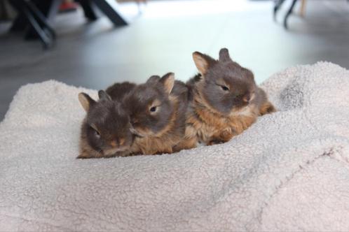 Jong konijn kleurdwerg tan kleuren! Binnenkort verwacht!, Dieren en Toebehoren, Konijnen, Dwerg, Vrouwelijk, 0 tot 2 jaar
