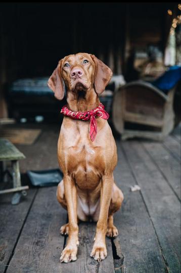 Aangeboden: oppas / co-ouder voor hond beschikbaar voor biedingen