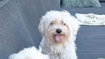 Maltezer dekreu. Rasecht., Dieren en Toebehoren, Reu, CDV (hondenziekte), Eén hond, 3 tot 5 jaar