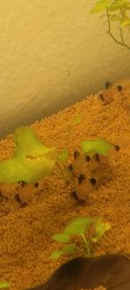 Corydora panda ***TE KOOP***, Vis, Zoetwatervis, Schoolvis