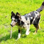 Unieke blue merle "Dollie", Dieren en Toebehoren, Honden | Herdershonden en Veedrijvers, België, Particulier, Reu, CDV (hondenziekte)
