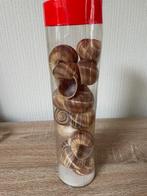 18 Schelpen van Slakken, Ophalen of Verzenden, Schelp(en)