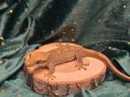 Jonge Sarasinorum, Dieren en Toebehoren, Reptielen en Amfibieën, Hagedis, 0 tot 2 jaar
