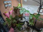 Philodendron Ghost Groot, Ophalen, Overige soorten, Halfschaduw, In pot