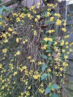 Uit de biologische moestuin: Winterjasmijn, stekken, Overige soorten, Volle zon, Vaste plant, Ophalen of Verzenden