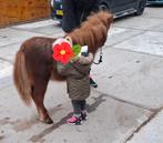 2 shetlanders, Hengst