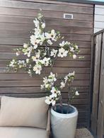 Nepboom Bloesem, Tuin en Terras, In pot, Bloeit niet, Halfschaduw, 100 tot 250 cm