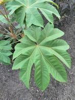 Rijstpapierplant / Tetrapanax Papyrifera, Vaste plant, Halfschaduw, Herfst, Ophalen