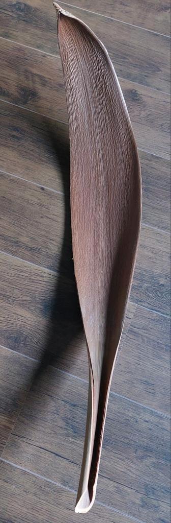 Groot Bananenblad , mooi, degelijk en stevig beschikbaar voor biedingen