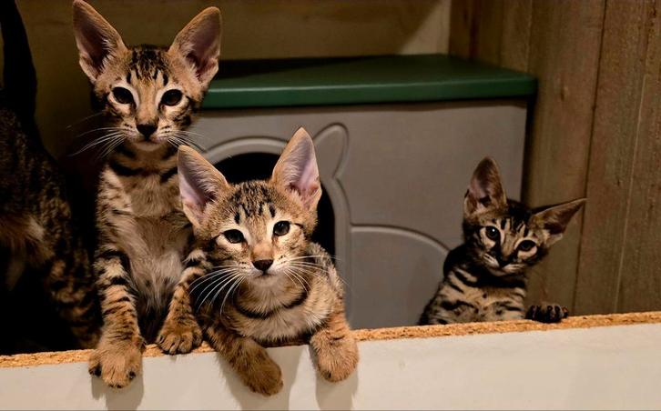 Savannah kittens, Dieren en Toebehoren, Katten en Kittens | Raskatten | Korthaar, Meerdere dieren